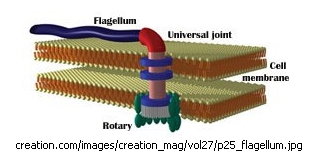 1391227042_tmp_diagram_flagellum_ready_for_site