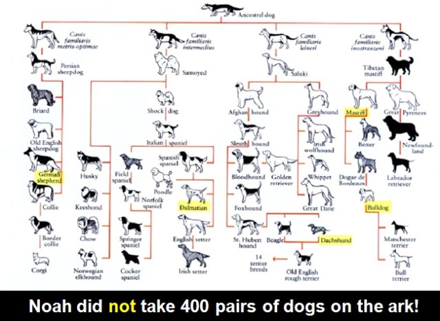 1391239700_tmp_noah_did_not_take_400_pairs_of_dogs_on_the_ark