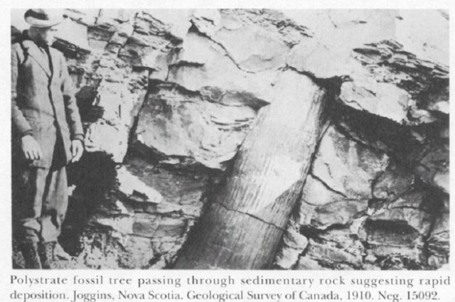 1391240803_tmp_polystraight_2