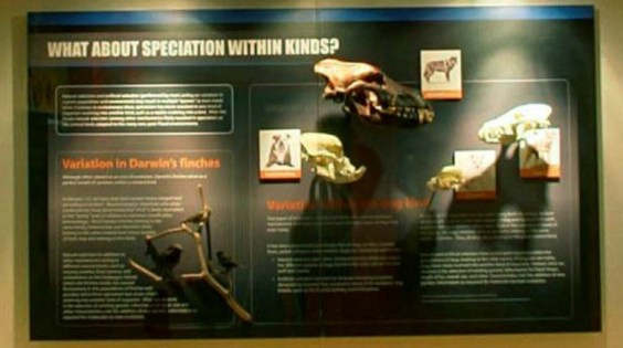 1392012953_tmp_dog_skulls_from_virtual_tour