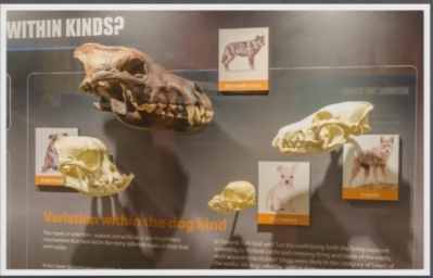 1392012992_tmp_close_up_dogs_skulls