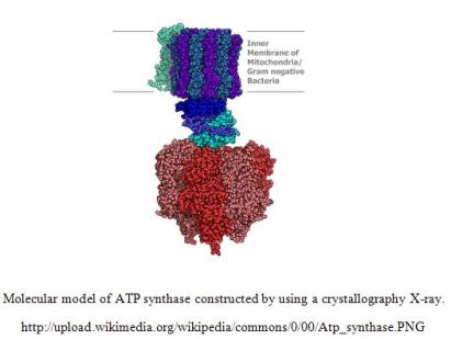 atp synthase ready for site